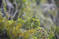 Peperomia urvilleana