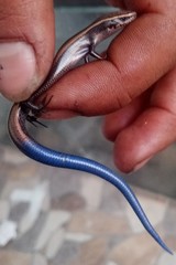 Plestiodon indubitus