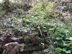 Adiantum capillus-veneris