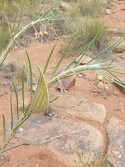 Gomphocarpus tomentosus