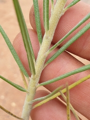 Gomphocarpus tomentosus