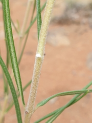 Gomphocarpus tomentosus