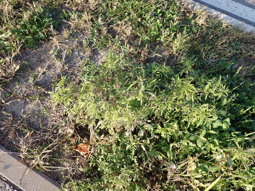 common ragweed from Belgorod, Belgorod, Russia on November 01, 2021 at ...