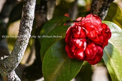 Camellia japonica