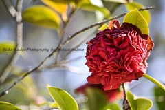 Camellia japonica