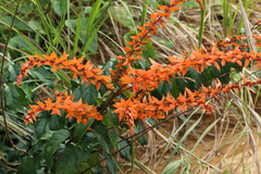 Combretum platypterum