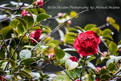 Camellia japonica