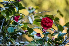 Camellia japonica
