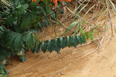 Combretum platypterum