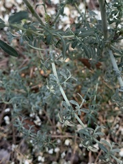 Ruta angustifolia