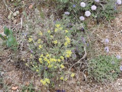 Lithodora fruticosa