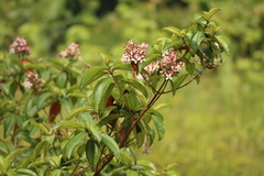 Dichaetanthera africana