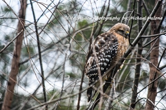 Buteo lineatus