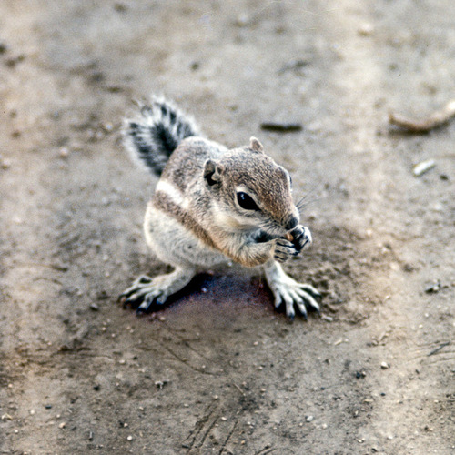 White-tailed Antelope Squirrel