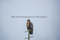 Buteo lineatus