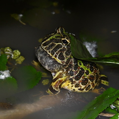 Ceratophrys ornata