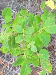 Bursera tomentosa