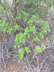 Bursera tomentosa