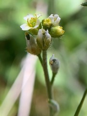 Draba praealta