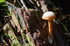 Gymnopilus eucalyptorum