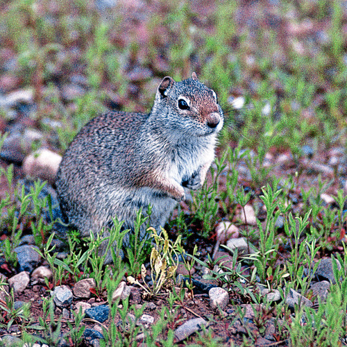 Uinta Ground Squirrel photographed in Wyoming