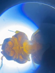 Lasioderma serricorne