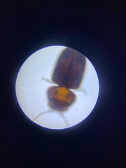 Lasioderma serricorne