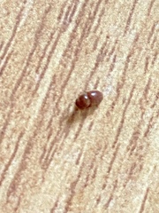 Lasioderma serricorne