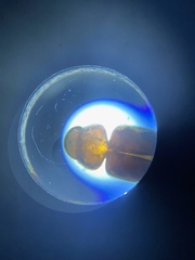 Lasioderma serricorne