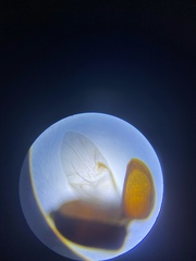 Lasioderma serricorne