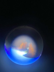 Lasioderma serricorne