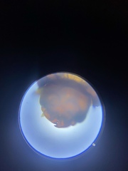 Lasioderma serricorne