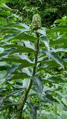 Costus asplundii