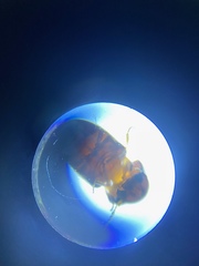 Lasioderma serricorne