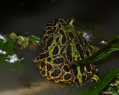 Ceratophrys ornata