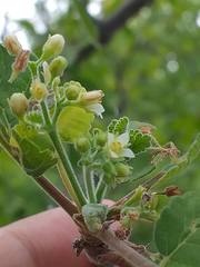 Bursera tomentosa