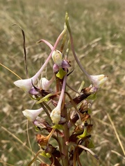 Disa cooperi