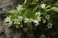 Campanula pendula