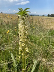 Eucomis autumnalis