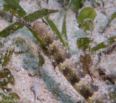 Corythoichthys haematopterus