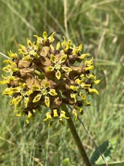 Asclepias macropus