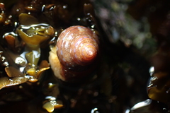 Calliostoma supragranosum
