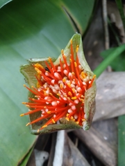 Scadoxus membranaceus
