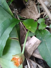Scadoxus membranaceus