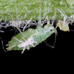 Cavariella theobaldi