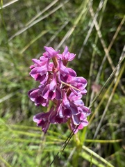 Disa stricta