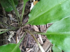 Scadoxus membranaceus