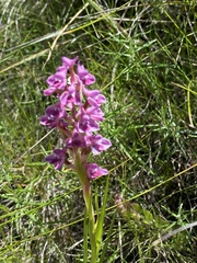 Disa stricta