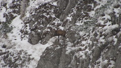 Rupicapra rupicapra carpatica