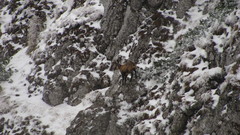 Rupicapra rupicapra carpatica